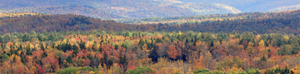 Autumn forest with colorful trees and distant mountains