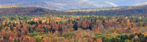 Autumn forest with colorful trees and distant mountains