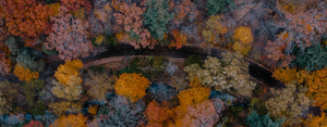 A road in the fall